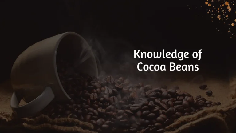 cocoa beans exporter to India