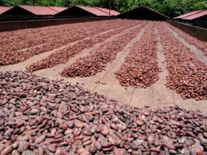 Walksea Drying Process